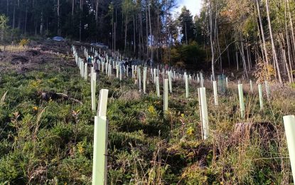 Der Läuferwald steht gut